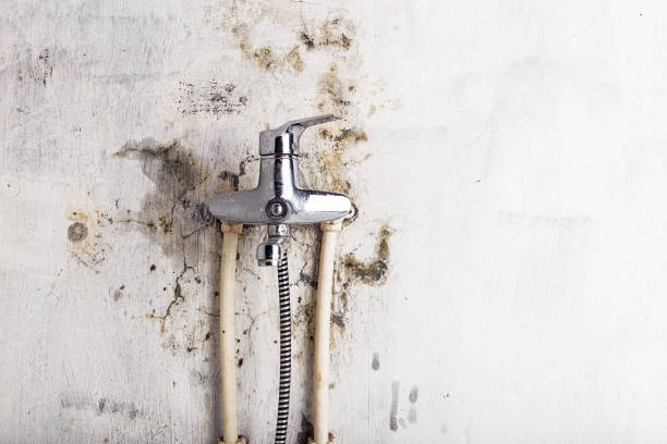 Best Same-Day Mold Removal  in Denver, CO