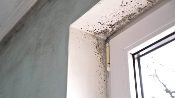 Best Mold Damage Repair  in Denver, CO