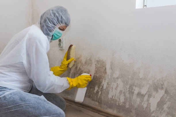 Trusted Denver, CO Mold Removal Experts