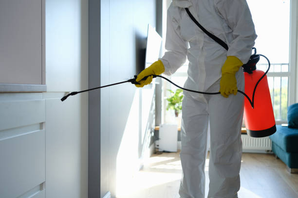 Mold Testing and Removal in Denver, CO