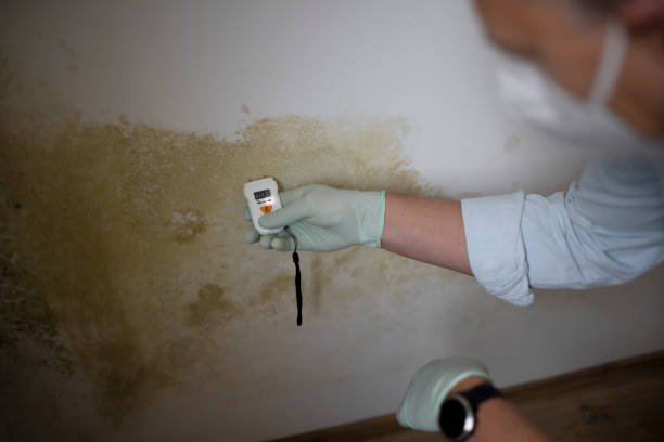 Best Commercial Mold Removal  in Denver, CO