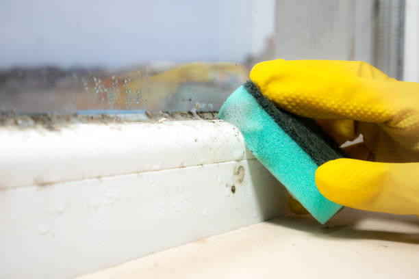 Best Mold Remediation  in Denver, CO