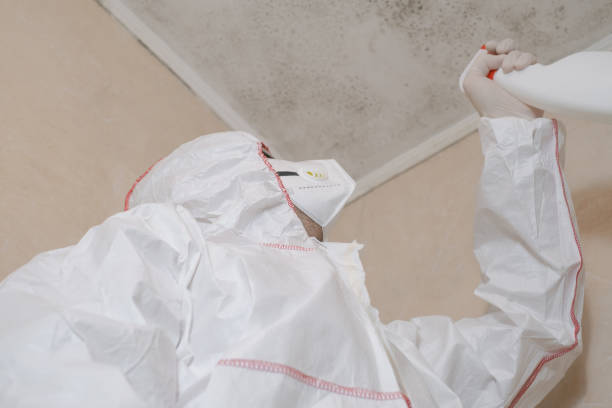 Mold Removal Process in Denver, CO