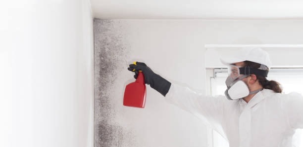 Best Black Mold Removal  in Denver, CO