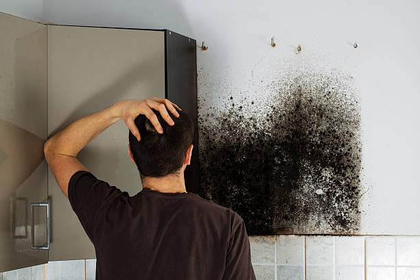 Mold Removal Process in Denver, CO