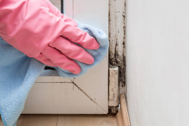 Best Local Mold Removal Service  in Denver, CO